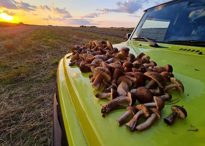 Holiday home Siedlisko Na Wzgorzu - - Borsuki *