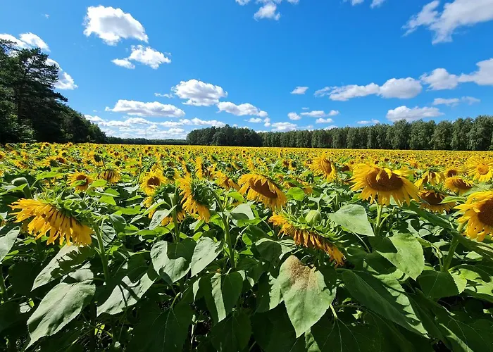 Siedlisko Na Wzgorzu - - Borsuki *